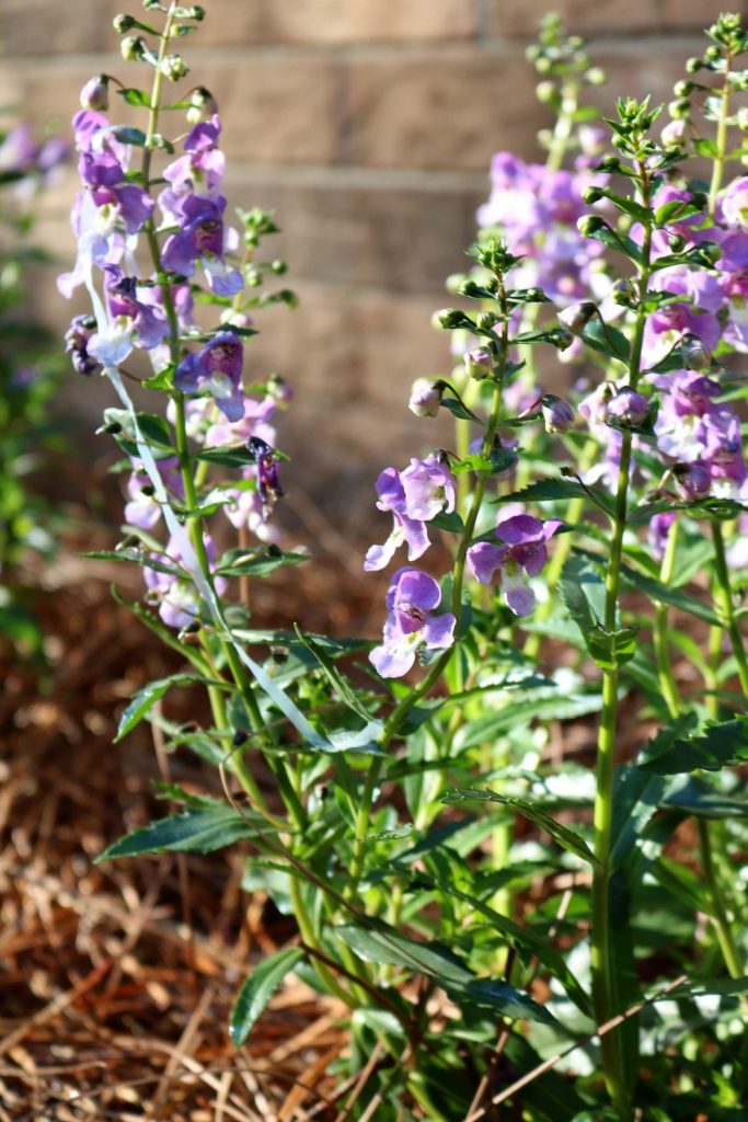 Archangel Angelonia in a beautiful shade of purple