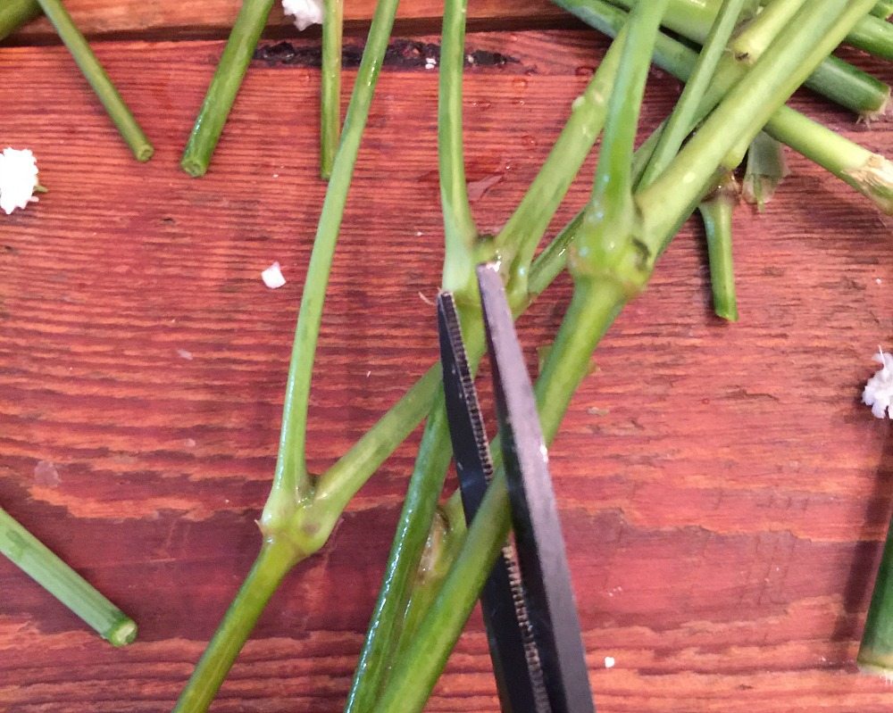 Cut stems at an angle to keep flowers fresh longer