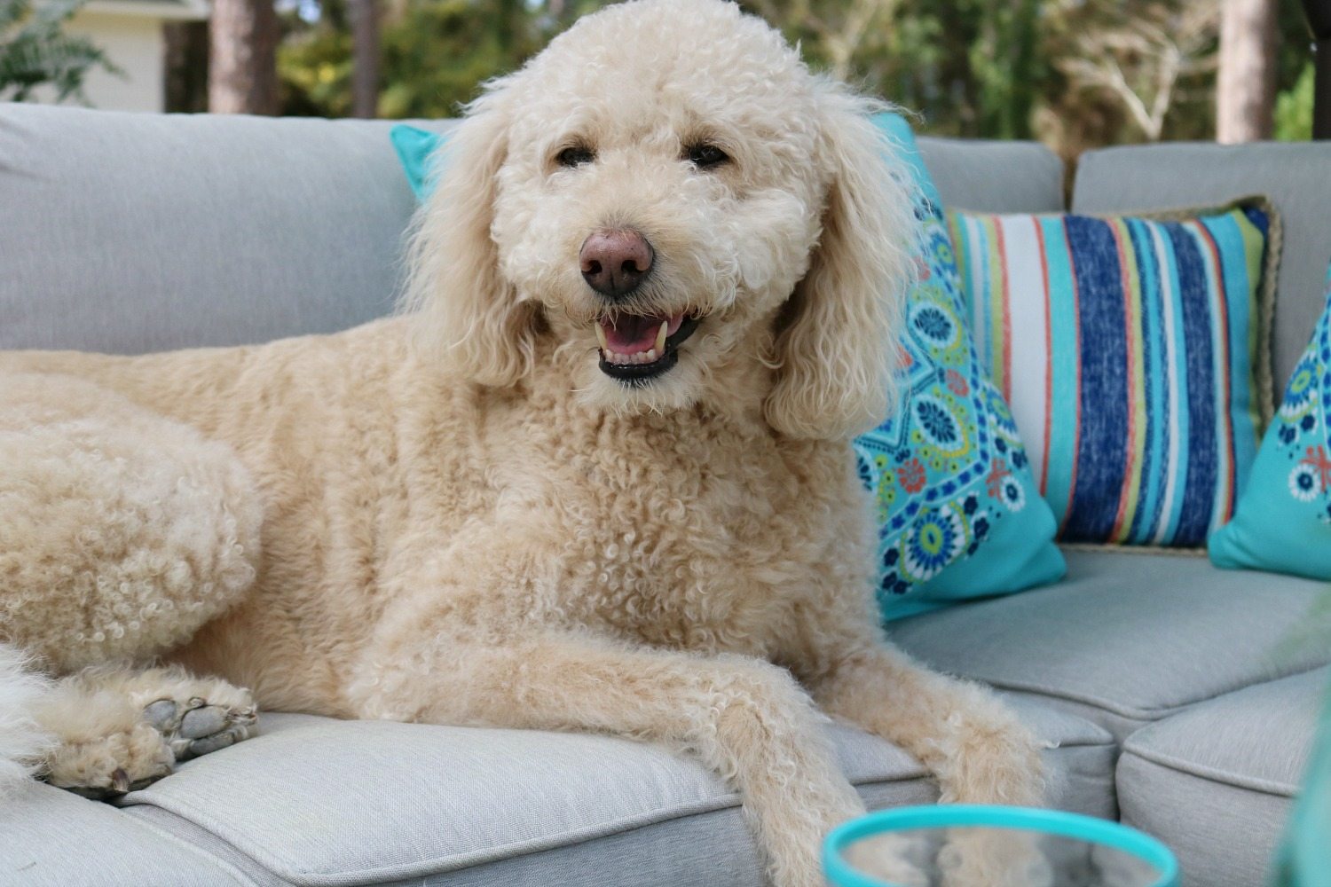 Labradoodle Murphy Lounging