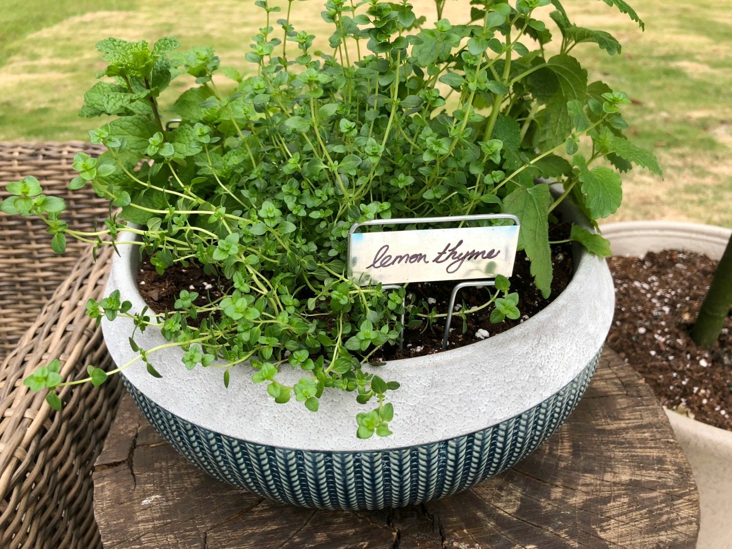 Herb potted plants BHG planter