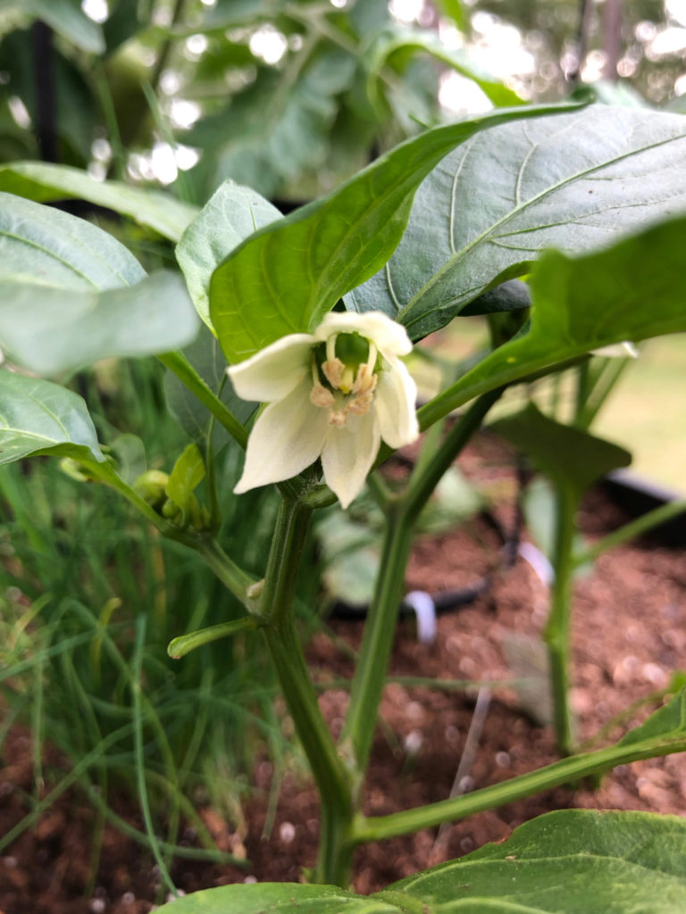 bell pepper plant