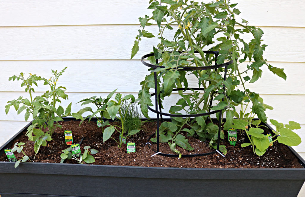 vegetable container garden