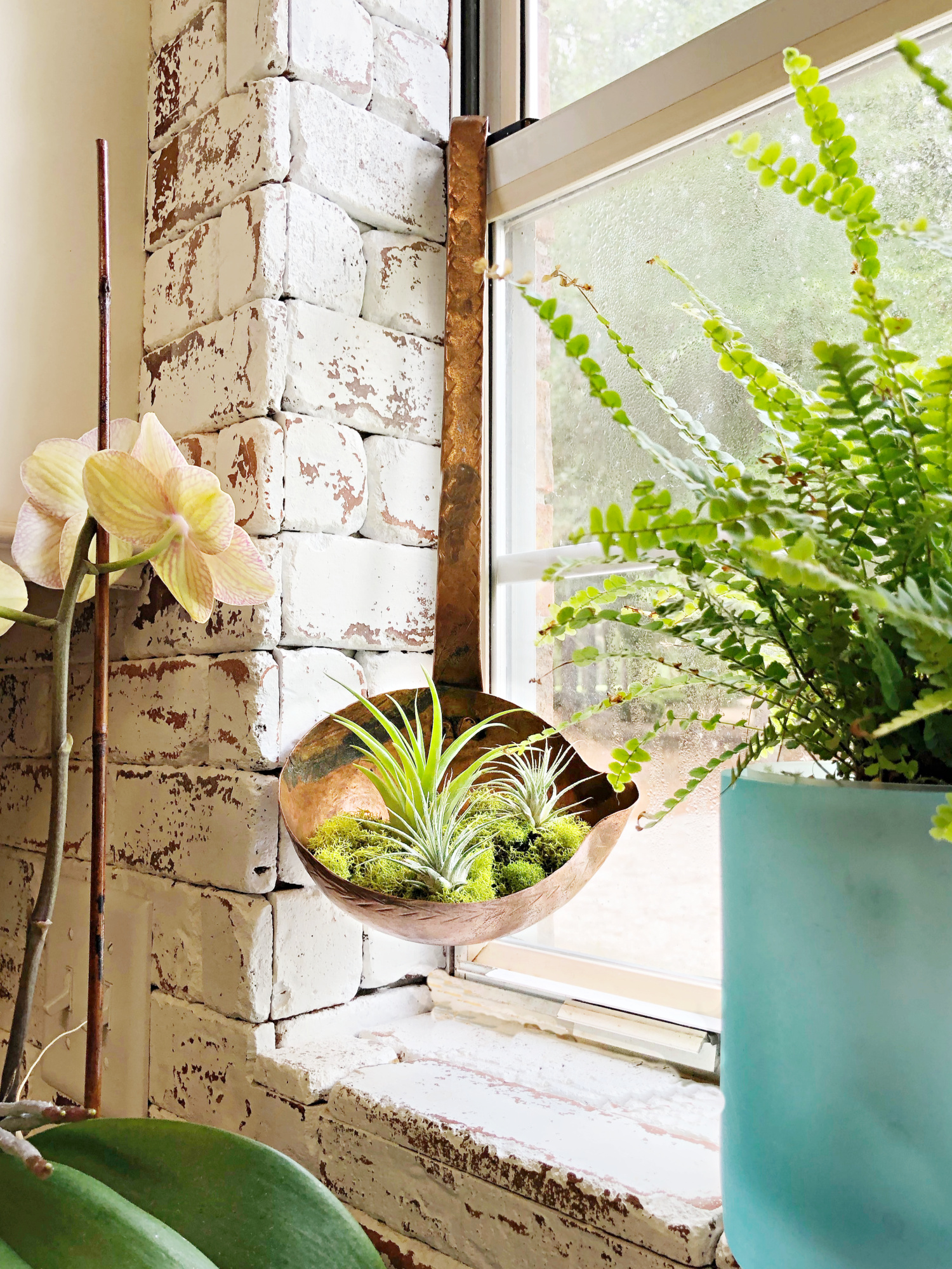 https://refreshrestyle.com/wp-content/uploads/2019/08/Ladle-with-air-plants-in-kitchen-window.jpg